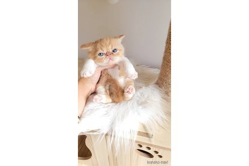 成約済の長野県のエキゾチックショートヘア-98728の3枚目