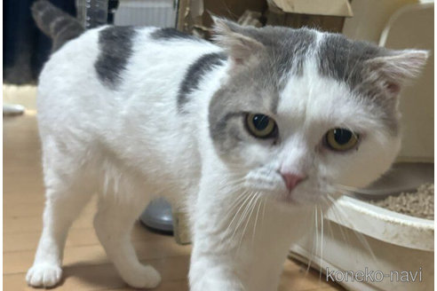 の埼玉県の-