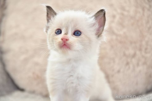 成約済の宮城県のラグドール-98767の2枚目