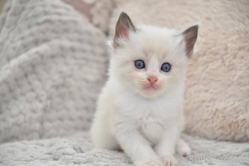 成約済の宮城県のラグドール-98771の1枚目