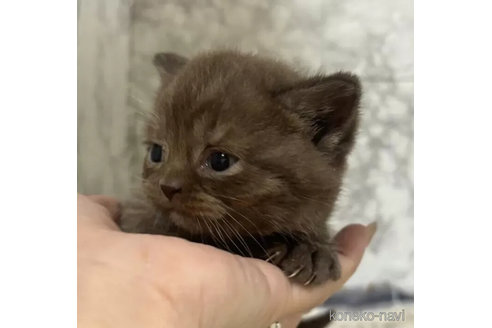 成約済の埼玉県のブリティッシュショートヘア-98773の4枚目
