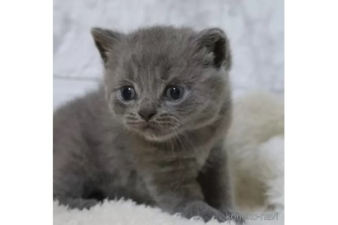 成約済の埼玉県のブリティッシュショートヘア-98774の3枚目