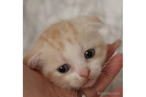 販売中の埼玉県のスコティッシュフォールド(折れ耳)-98777の2枚目