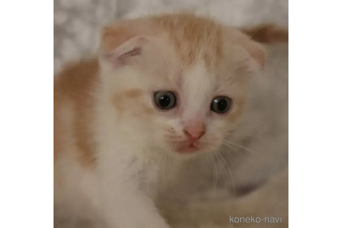 販売中の埼玉県のスコティッシュフォールド(折れ耳)-98777の5枚目