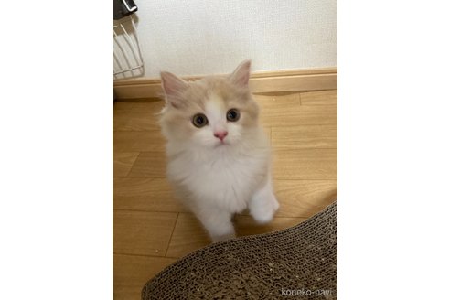 販売中の三重県のスコティッシュフォールド-98781の12枚目