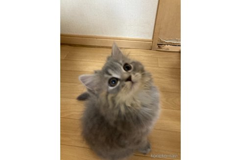 成約済の三重県のスコティッシュフォールド-98783の9枚目