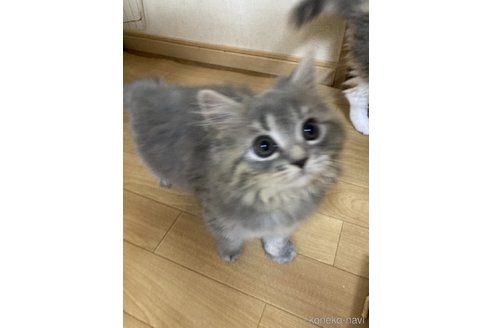 成約済の三重県のスコティッシュフォールド-98783の4枚目