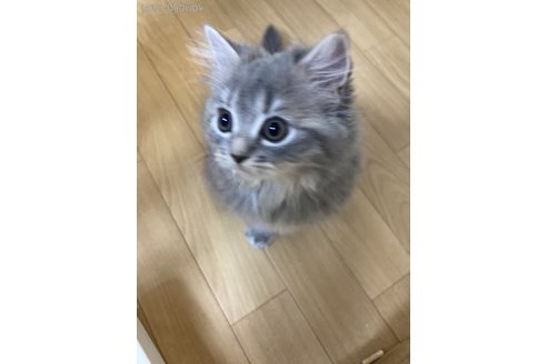 成約済の三重県のスコティッシュフォールド-98783の2枚目
