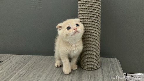 成約済の福岡県のマンチカン-98789の5枚目