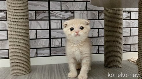 成約済の福岡県のマンチカン-98789の1枚目