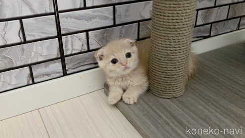 成約済の福岡県のマンチカン-98789の2枚目