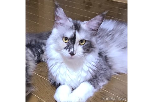 ののメインクーン-