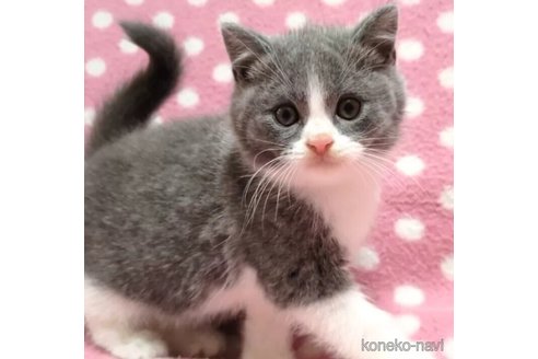 成約済の愛知県のブリティッシュショートヘア-98804の1枚目