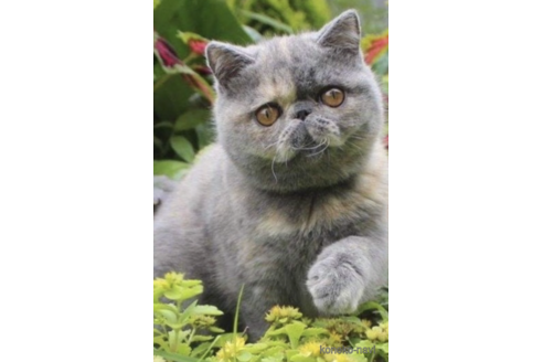 アロハちゃん1枚目