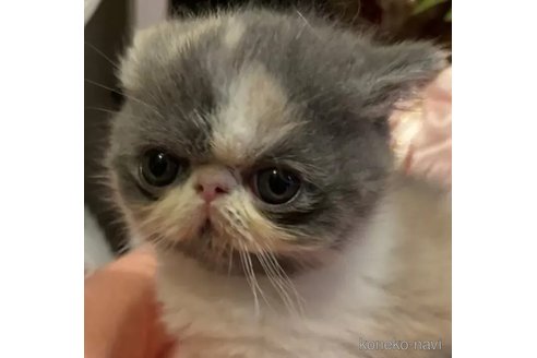 成約済の京都府のエキゾチックショートヘア-98811の1枚目