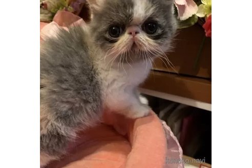 成約済の京都府のエキゾチックショートヘア-98811の2枚目