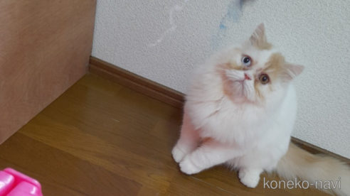 の大阪府の-