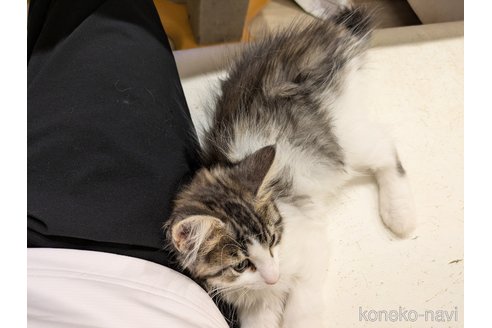 成約済の埼玉県のノルウェージャンフォレストキャット-94909の6枚目