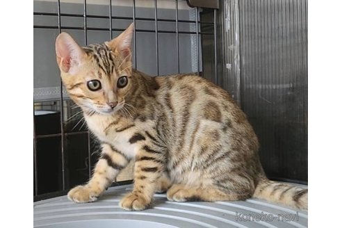 成約済の埼玉県のベンガル-92944の3枚目