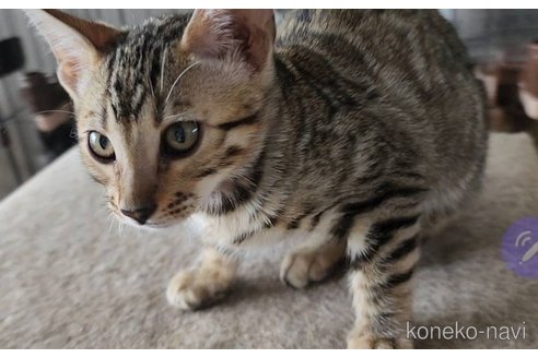 成約済の埼玉県のベンガル-92941の3枚目