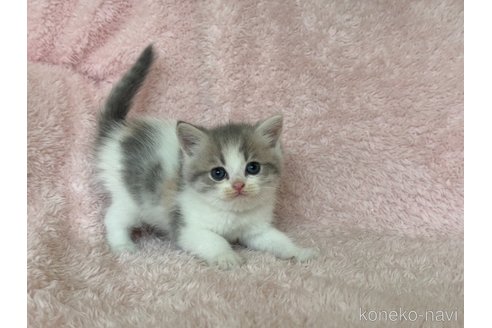 成約済の三重県のスコティッシュフォールド-98856の1枚目