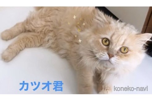 カツオくん1枚目