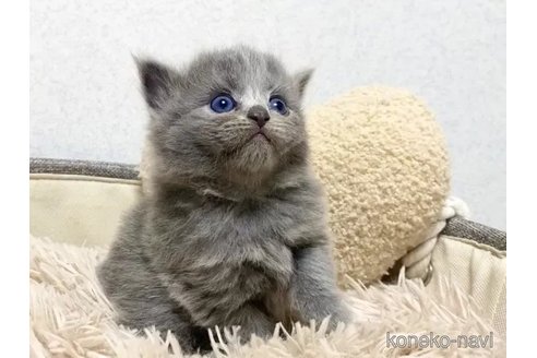 成約済の宮崎県のサイベリアン-98863の3枚目