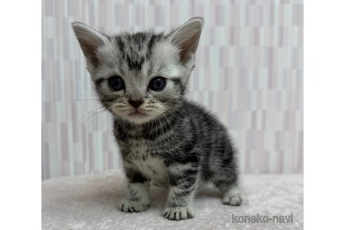 成約済の千葉県のアメリカンショートヘア-98870の2枚目