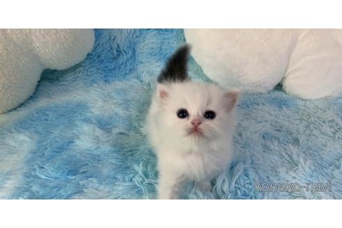 成約済の大阪府のマンチカン-98871の2枚目