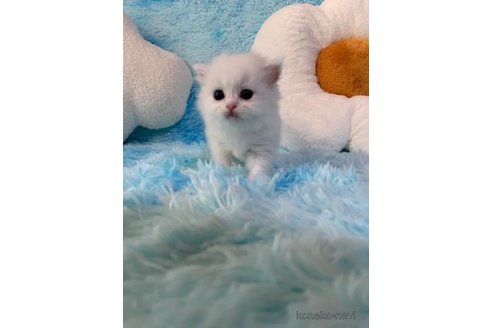 成約済の大阪府のマンチカン-98871の4枚目