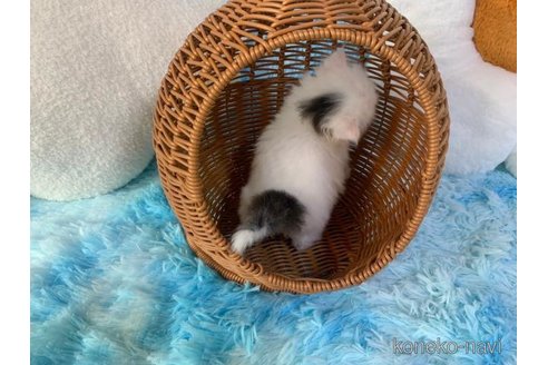 成約済の大阪府のマンチカン-98871の5枚目