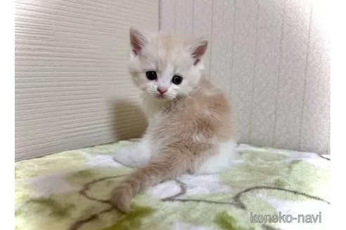 成約済の三重県のマンチカン-98877の4枚目