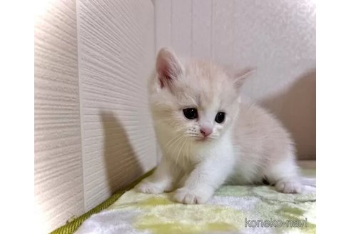 成約済の三重県のマンチカン-98877の5枚目