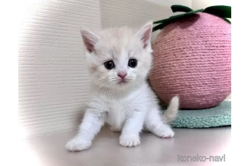 成約済の三重県のマンチカン-98877の3枚目
