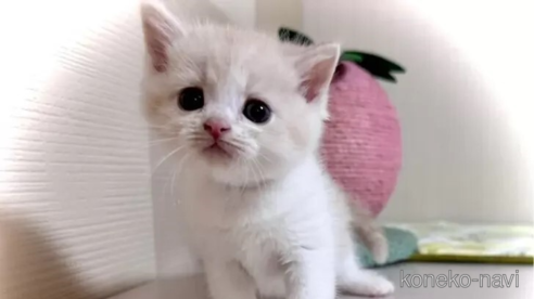 成約済の三重県のマンチカン-98877の1枚目