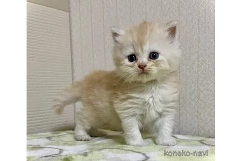 成約済の三重県のマンチカン-98878の5枚目