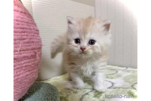 成約済の三重県のマンチカン-98878の4枚目