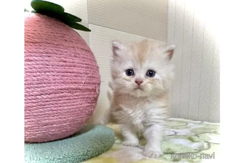 成約済の三重県のマンチカン-98878の1枚目