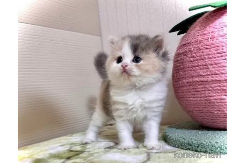 成約済の三重県のマンチカン-98881の2枚目