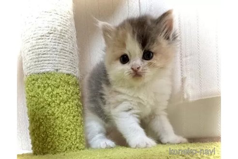 成約済の三重県のマンチカン-98881の3枚目
