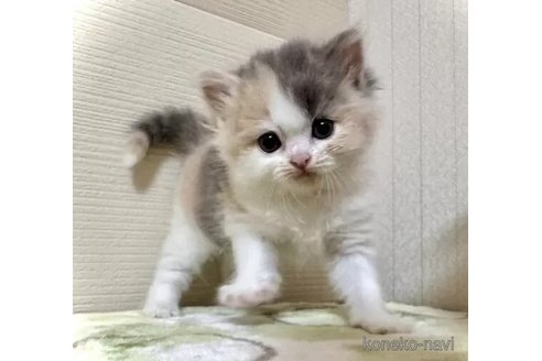 成約済の三重県のマンチカン-98881の1枚目