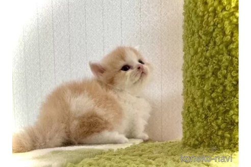 成約済の三重県のマンチカン(短足)-98882の4枚目