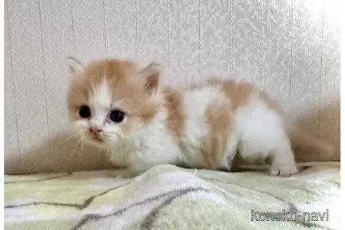 成約済の三重県のマンチカン(短足)-98882の3枚目