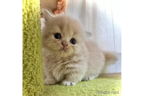成約済の三重県のマンチカン(短足)-98883の1枚目
