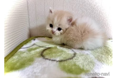 成約済の三重県のマンチカン(短足)-98884の2枚目