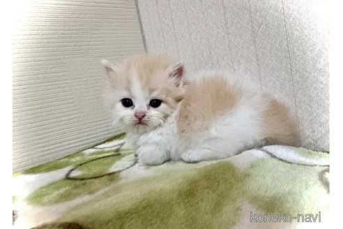 成約済の三重県のマンチカン(短足)-98884の3枚目