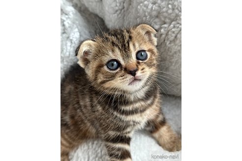 成約済の奈良県のスコティッシュフォールド(折れ耳)-98889の2枚目