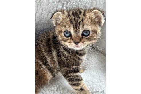成約済の奈良県のスコティッシュフォールド(折れ耳)-98889の5枚目