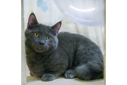 成約済の千葉県のマンチカン-98893の3枚目