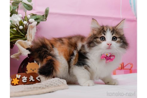 成約済の神奈川県のノルウェージャンフォレストキャット-98898の3枚目